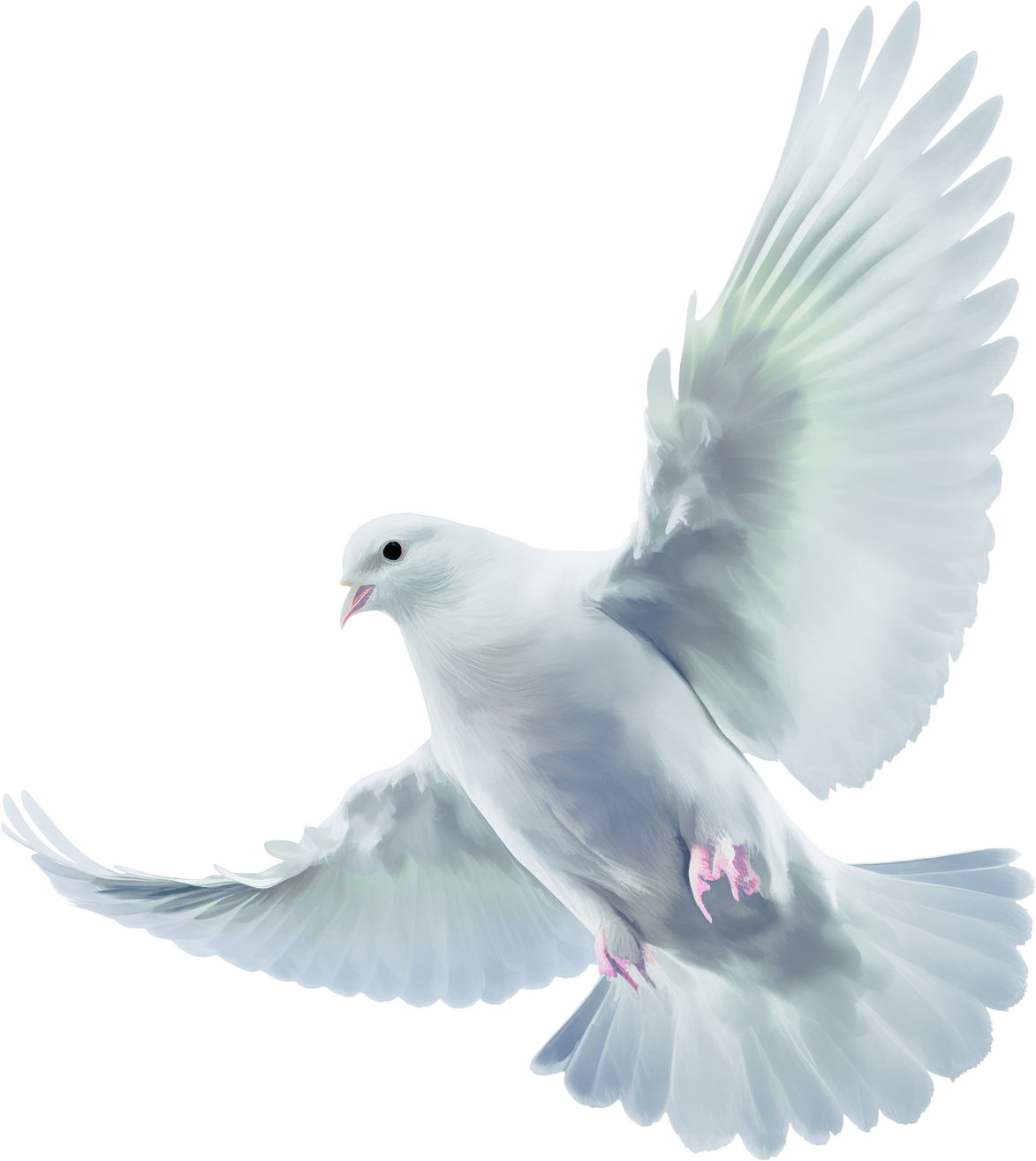 flying white dove with outstretched wings isolated on a transparent background